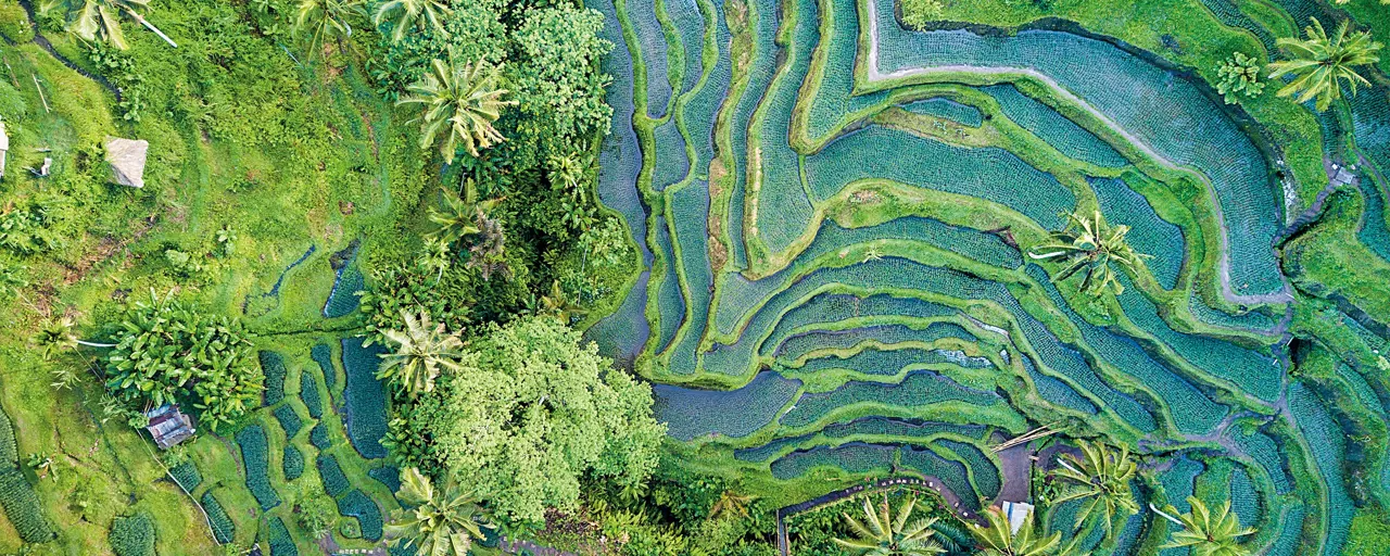 Ariel view of greenery with trees and wildlife