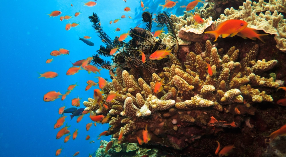 Reef HQ capital works project in Australia.