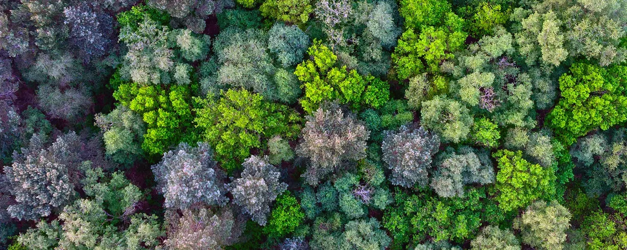 Aerial view of trees in a forest