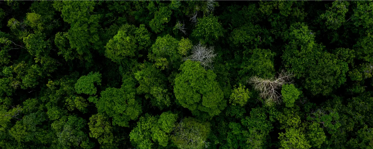 Aerial view of green tree tops