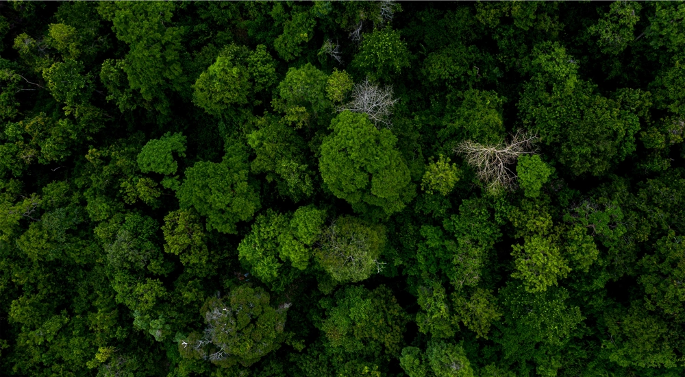 Aerial view of green tree tops